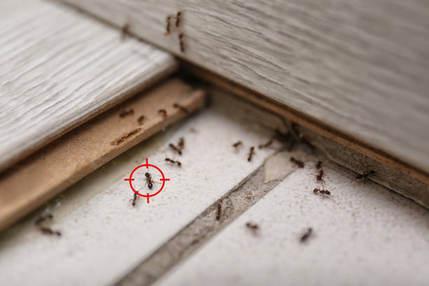 Best Residential Pest Control  in Middletown, VA